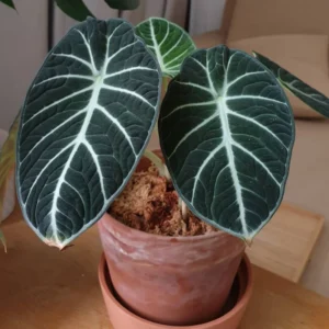 Black Velvet Alocasia Live Plant | Houseplant | Bareroot | Low Light