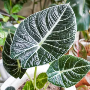 Black Velvet Alocasia Live Plant | Houseplant | Bareroot | Low Light