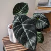 2 Alocasia Black Velvet Live Plants Indoor Rare House Plants