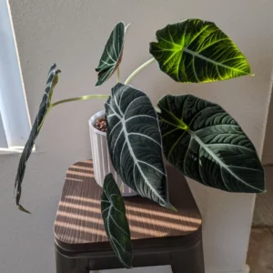 2 Alocasia Black Velvet Live Plants Indoor Rare House Plants