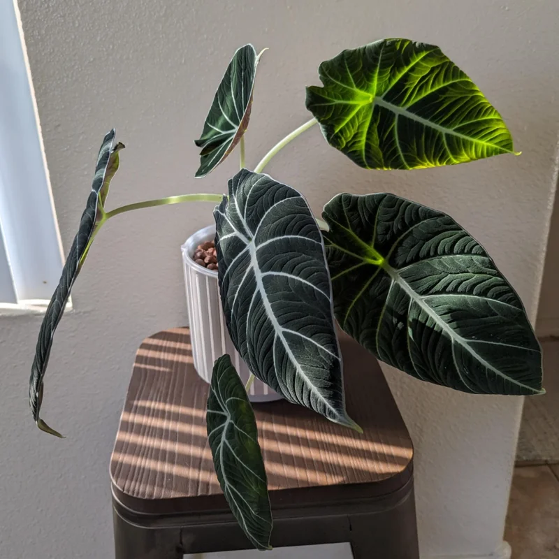 2 Alocasia Black Velvet Live Plants Indoor Rare House Plants