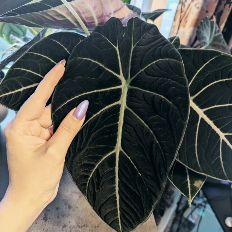 2 Alocasia Black Velvet Live Plants Indoor Rare House Plants