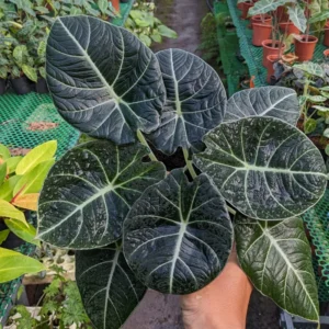 2 Alocasia Black Velvet Live Plants Indoor Rare House Plants