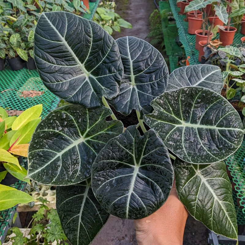 2 Alocasia Black Velvet Live Plants Indoor Rare House Plants