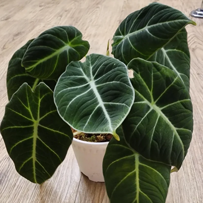 2 Black Alocasia Plants Velvet Live Houseplants Rare Plants