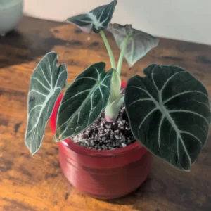2 Black Alocasia Plants Velvet Live Houseplants Rare Plants