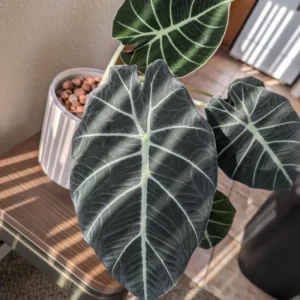 2 Black Alocasia Plants Velvet Live Houseplants Rare Plants