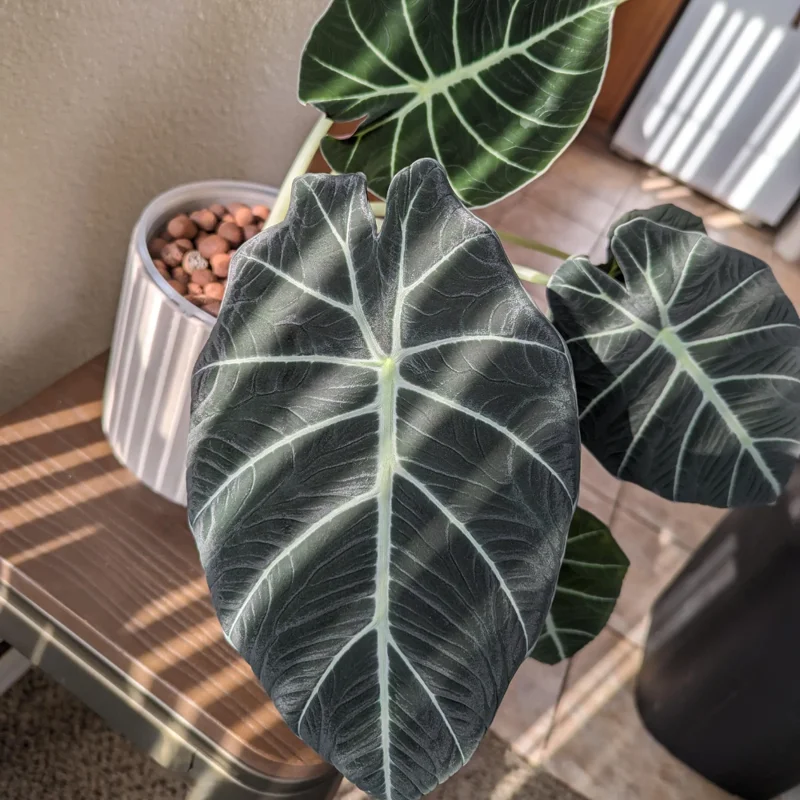 2 Black Alocasia Plants Velvet Live Houseplants Rare Plants