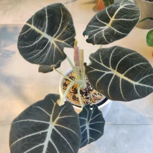2 Black Alocasia Plants Velvet Live Houseplants Rare Plants