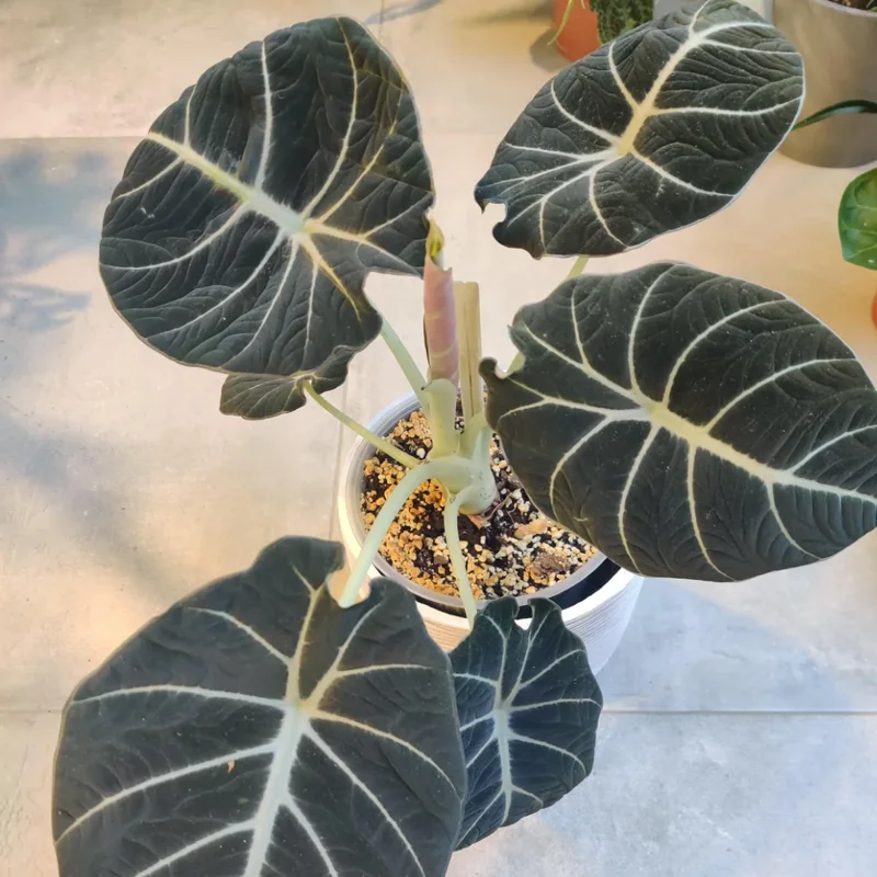 2 Black Alocasia Plants Velvet Live Houseplants Rare Plants