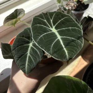 2 Black Alocasia Plants Velvet Live Houseplants Rare Plants