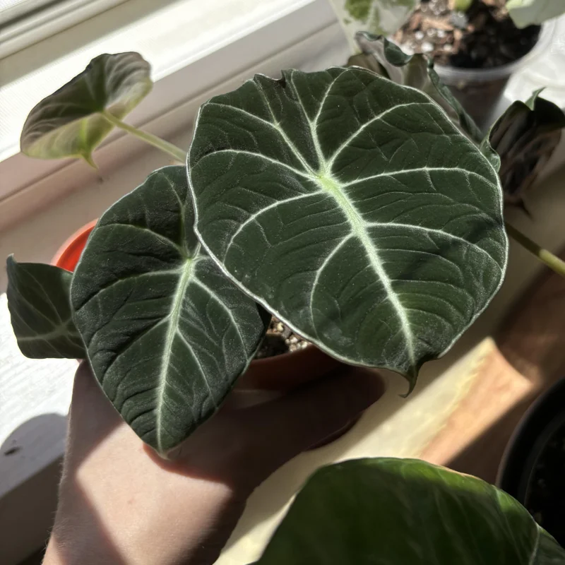 2 Black Alocasia Plants Velvet Live Houseplants Rare Plants