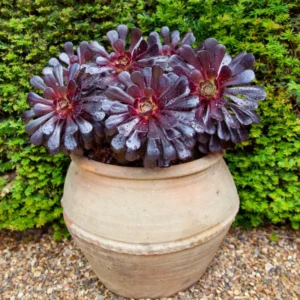Black Aeonium Succulent Live Bareroot Plant - Rare Succulent - Easy Care