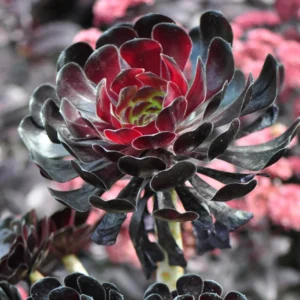 Black Aeonium Succulent Live Bareroot Plant - Rare Succulent - Easy Care