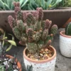 Prickly Pear Cactus Live Plant Potted Indoor Outdoor Sun Zone 4-10