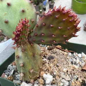 Prickly Pear Cactus Live Plant Potted Indoor Outdoor Sun Zone 4-10