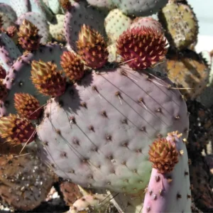 Prickly Pear Cactus Live Plant Potted Indoor Outdoor Sun Zone 4-10