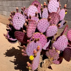 Prickly Pear Cactus Live Plant Potted Indoor Outdoor Sun Zone 4-10