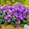 Campanula Bellflower Plant Starter 3 Inch Pot Perennial Flower