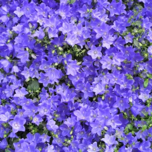 Campanula Bellflower Plant Starter 3 Inch Pot Perennial Flower