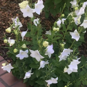Campanula Bellflower Plant Starter 3 Inch Pot Perennial Flower