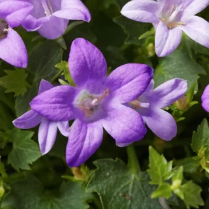 Campanula Bellflower Plant Starter 3 Inch Pot Perennial Flower