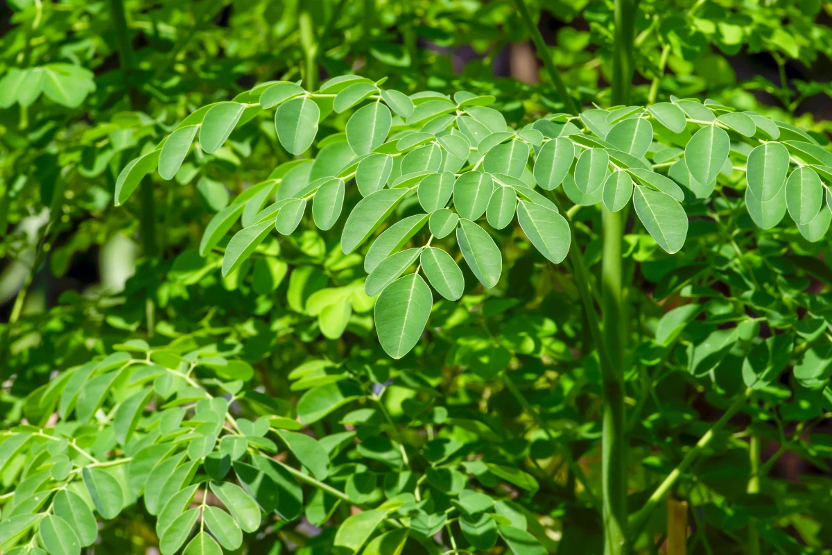 Top 5 Reasons to Grow Moringa at Home