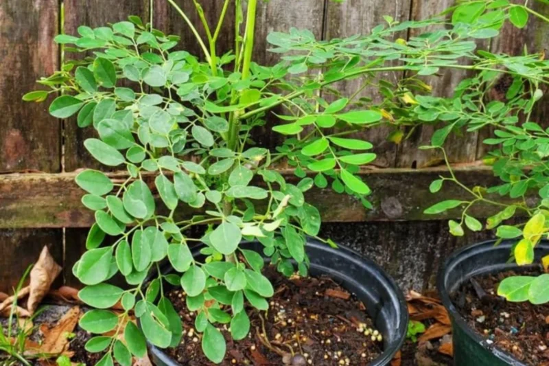 moringa in pots
