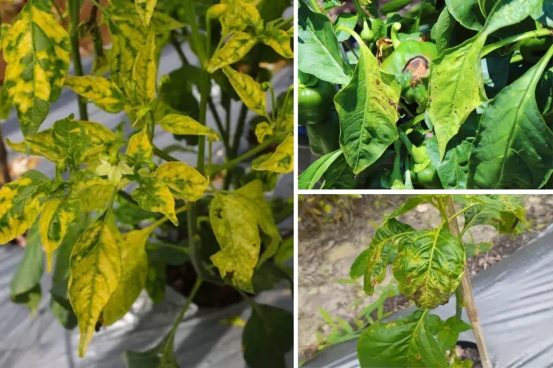 ellowing leaves on a pepper plant due to nutrient deficiency or viral disease, affecting crop yield.