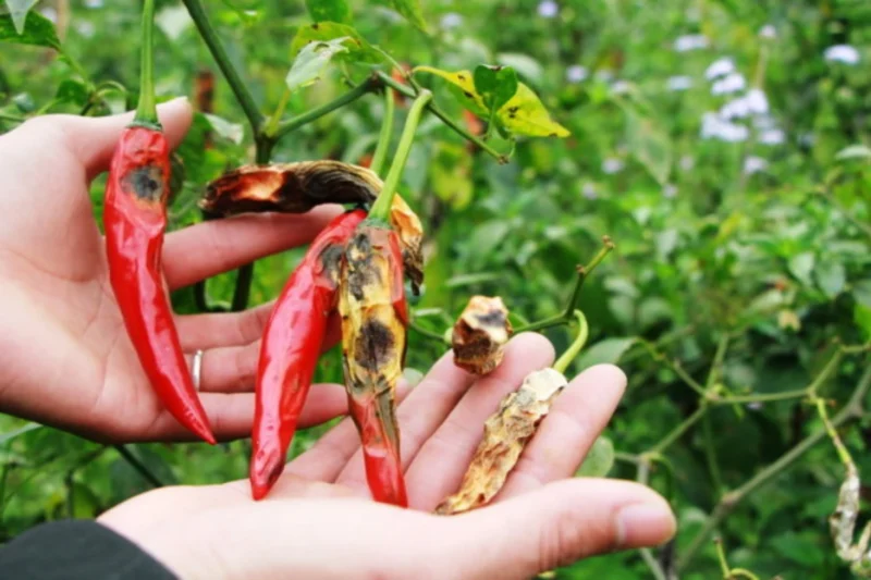 Pepper fruits with black rot at the bottom due to Blossom End Rot, often caused by calcium deficiency. common pepper plant problems