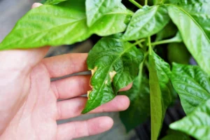 common pepper plant problems