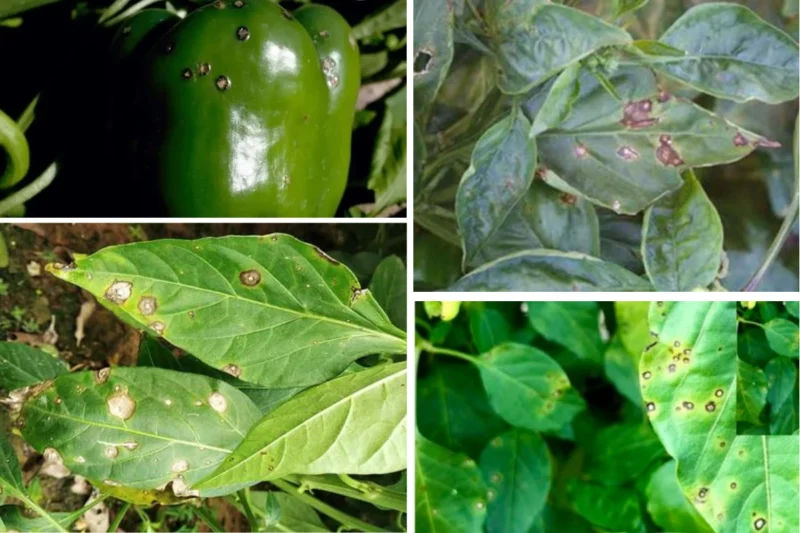 Brown and black spots on pepper leaves, signs of bacterial or fungal disease.