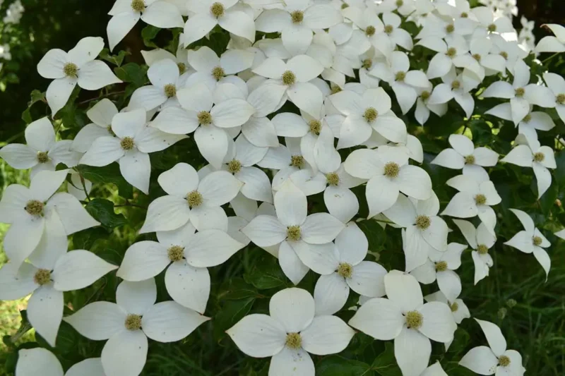 Kousa Dogwood flowers
