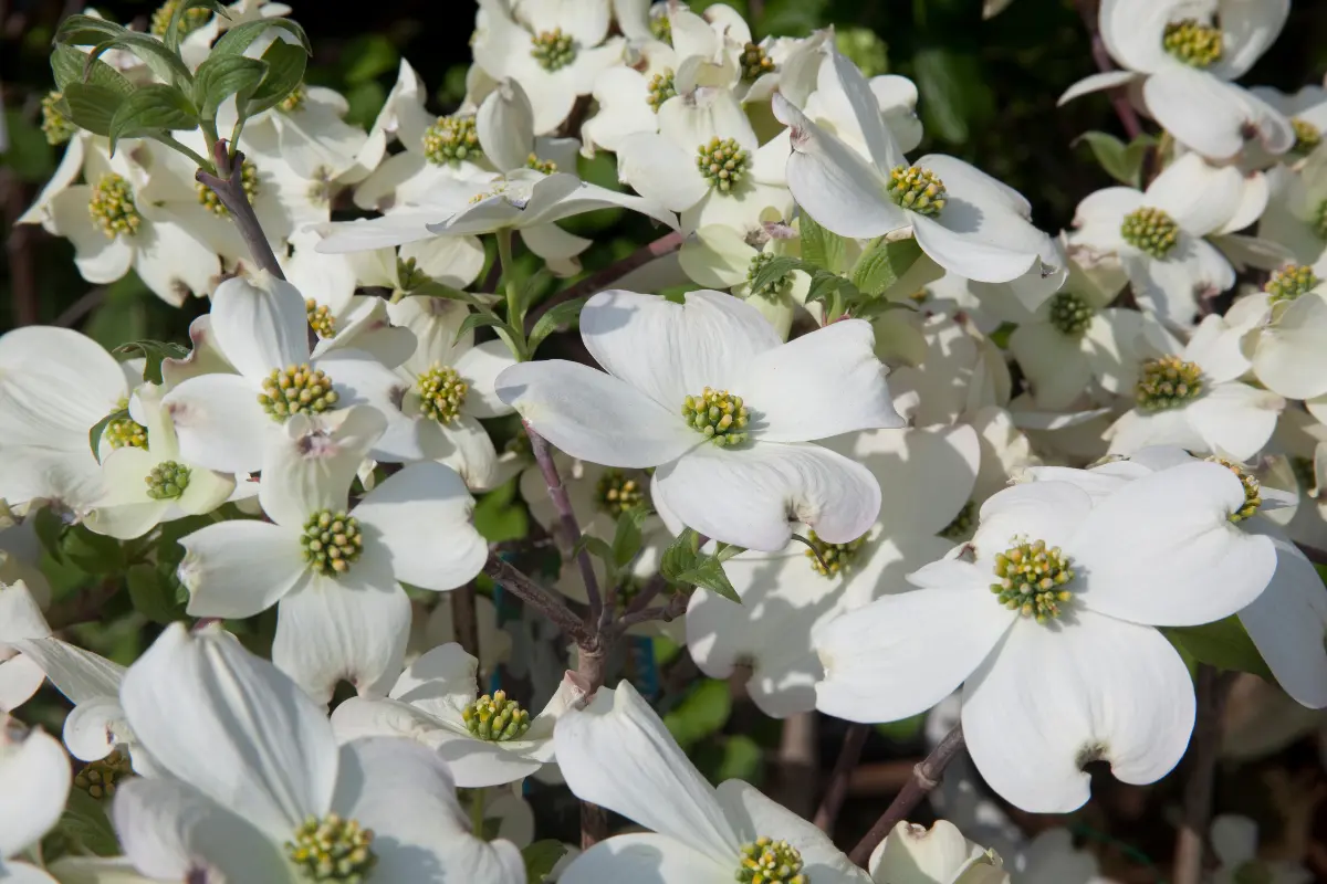 kousa dogwood plant care