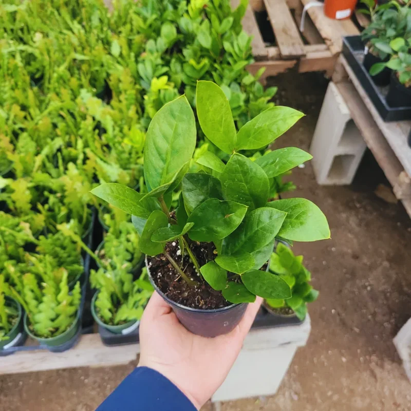 ZZ Plant Tree Live - Zamioculcas Zamiifolia Plant 4-Inch Pot