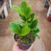 ZZ Plant Tree Live - Zamioculcas Zamiifolia Plant 4-Inch Pot