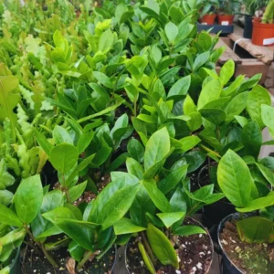 ZZ Plant Tree Live - Zamioculcas Zamiifolia Plant 4-Inch Pot