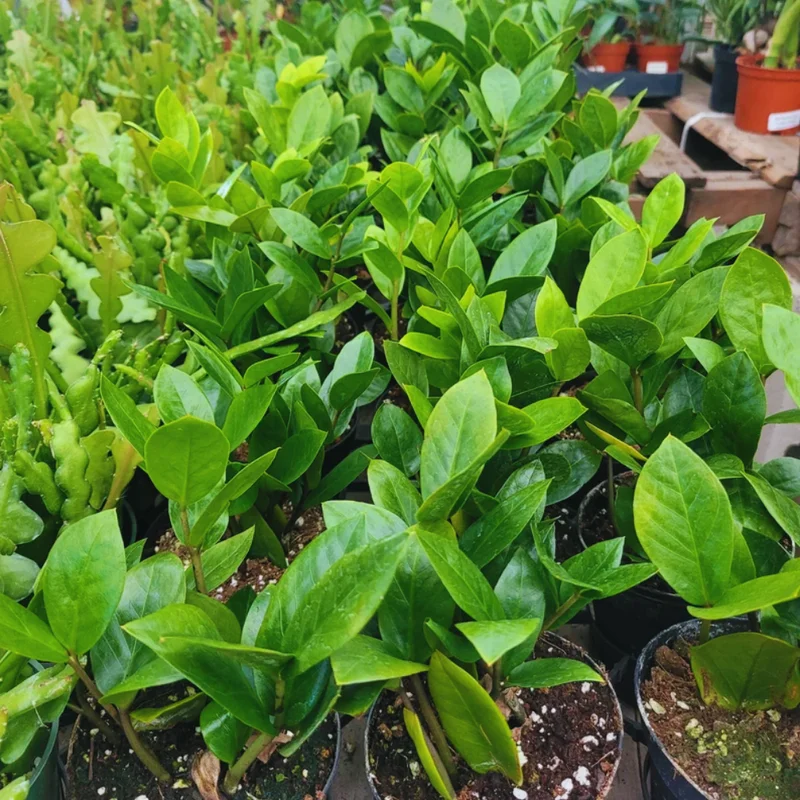 ZZ Plant Tree Live - Zamioculcas Zamiifolia Plant 4-Inch Pot