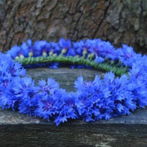 Blue Cornflower Live Plant Set - 2 Plants, 3-5 Inches, Easy to Grow