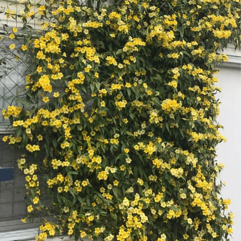 Carolina Jasmine Plant 3 Inch Pot - Yellow Spring Flowering Vine
