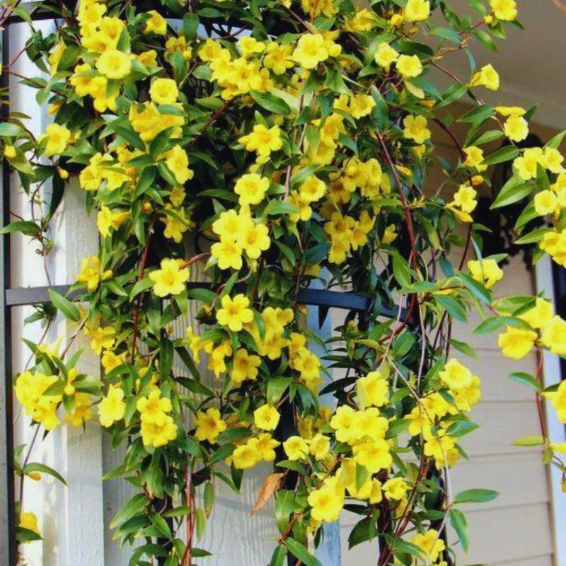 Carolina Jasmine Plant 3 Inch Pot - Yellow Spring Flowering Vine