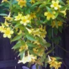 Carolina Jasmine Plant 3 Inch Pot - Yellow Spring Flowering Vine