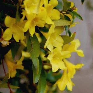 Carolina Jasmine Plant 3 Inch Pot - Yellow Spring Flowering Vine