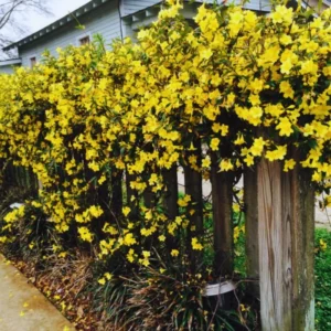 Carolina Jasmine Plant - Yellow Jessamine Vine - Live Plant - 4-6 Inches Tall