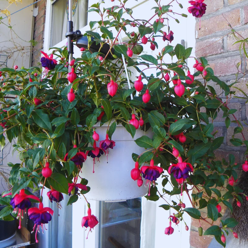 Purple Fuchsia Plant Live - 3 Inch Ornamental Flowering Plant Indoor Outdoor