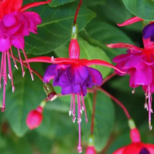 Purple Fuchsia Plant Live - 3 Inch Ornamental Flowering Plant Indoor Outdoor