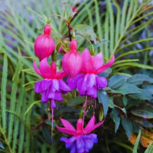 Purple Fuchsia Plant Set - Ornamental Flowering Garden Plant 3-5 Inches
