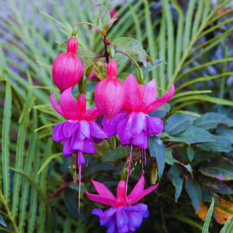 Purple Fuchsia Plant Set - Ornamental Flowering Garden Plant 3-5 Inches