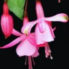 Pink Fuchsia Plant Live Ornamental Flowering Plant 3 Inches Indoor Outdoor