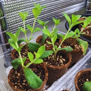 Sweet Leaf Stevia Plant Live Plant Potted Herb 4-5 Inches